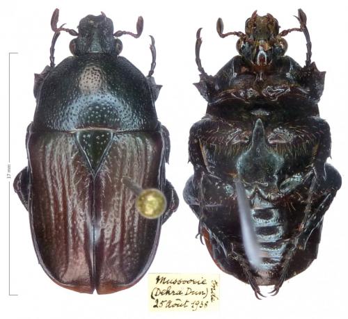 Hemiheterorrhina mutabilis